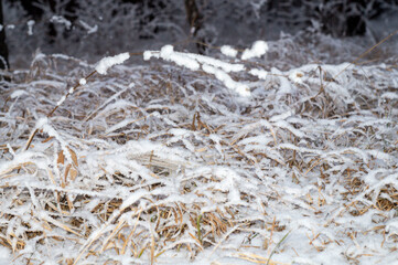 frost on the grass
