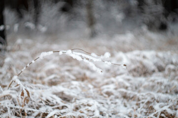 snow covered grass