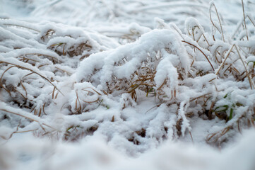 snow covered branches