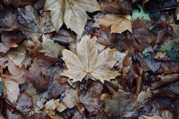 brown dry leaf  on the ground in winter season