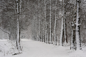 Winter. Snow-covered birch alley. Snow build-up on tree trunks and branches