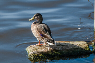 Mallard (Anas platyrhynchos) in park, Germany