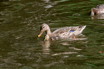 Mallard (Anas platyrhynchos) female with duckling in park, Germany