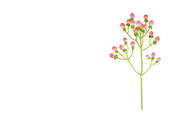 Holiday spring background with isolated sprig of berry plant