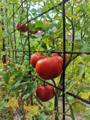 red tomatoes on the vine