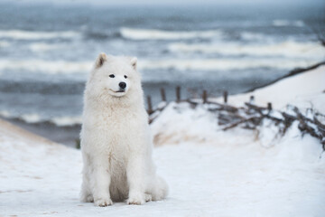 Nice Samoyed white dog is on snow sea beach in Latvia