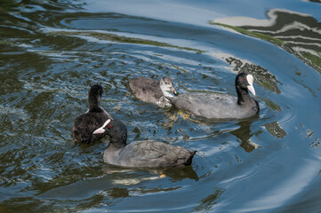 Adult Eurasian Coot (Fulica atra) with chicks in park, Hamburg, Germany