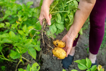Naklejka na ściany i meble A farmer harvesting fresh, bio potatoes at her huge garden, agricultural concept