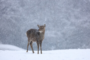 雪の降る奈良公園に佇む鹿