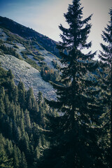 A tree with a mountain in the background