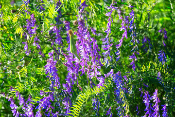 Naklejka premium Blooming Vicia cracca on a summer sunny day