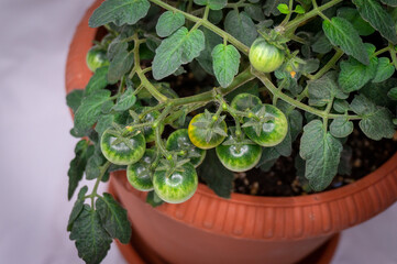 micro tomatoes for home cultivation in a pot on a light background
