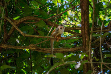 Squirrel monkey, Saimiri oerstedii, sitting on the tree trunk with green leaves, Corcovado NP, Costa Rica. Monkey in the tropic forest vegetation. Wildlife scene from nature. Beautiful cute animal.