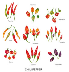 watercolor illustration of different chili peppers (paprika, habanero, thai, japanese, cherry, cayenna, purple tiger, tabasco and baccatum) - obrazy, fototapety, plakaty