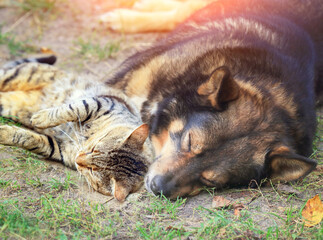 Best friends dog and cat lying together outdoors