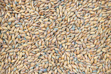 Full frame of barley grain malt ingredient in cooking and beverage production. Process of making craft beer from malt. Concept of alcoholic beverage homemade