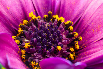 Disc of the Cape Margherite Van Staden's river daisy, Sundays river daisy, white daisy bush,...