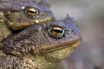 Close up isolated head portrait of the mating Common Toads with the focus on the eye of the female on the front