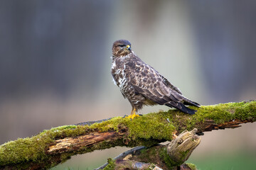 Common buzzard buteo buteo standing on a mossy treetrunk watching to the right