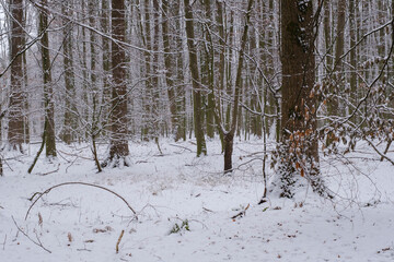 Verschneiter Wald, Nordrhein-Westfalen, Deutschland, Europa