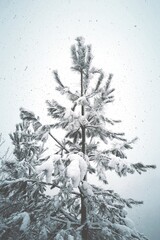 snow on the pine tree in the mountain in winter season,  white background
