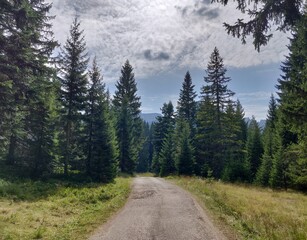 Fototapeta premium forest path in Montenegro, escape in nature