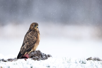 Common buzzard buteo buteo perching on dead animal in snow winter landscape while snowflakes falling
