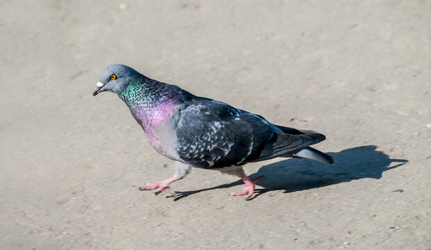 Rock Dove (Columba livia) in park, Keil, Schleswig-Holstein, Germany