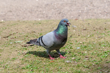 Rock Dove (Columba livia) in park, Keil, Schleswig-Holstein, Germany