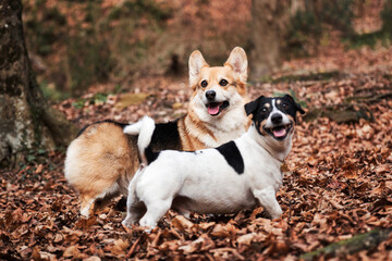 Smooth haired Jack Russell Terrier and Welsh corgi Pembroke tricolor on walk. Two small purebred dogs are walking in autumn forest and enjoying life. Walking with dogs in nature.