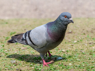 Rock Dove (Columba livia) in park, Keil, Schleswig-Holstein, Germany