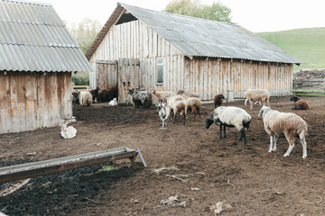 goats and sheeps on the farm