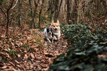 Smooth haired Jack Russell Terrier and Welsh corgi Pembroke tricolor on walk. Two small purebred dogs are walking in autumn forest and enjoying life. Dogs run forward with their tongues hanging out.