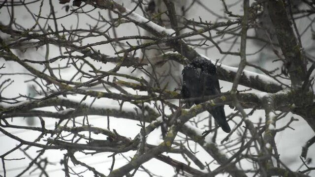 A raven sits on a tree in a heavy snowfall