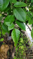 Selective focus image, he picture of star fruit's tree