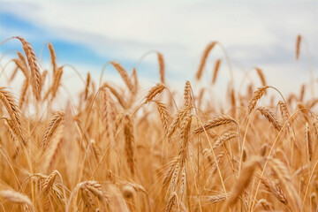 Wheat ears growing in the field on blue cloudy sky background. Selective focus, shallow depth of field