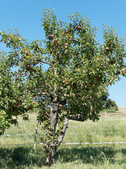 Fototapeta na wymiar (Malus domestica) An apple tree overloaded with fruit
