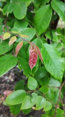 Selective focus image, he picture of star fruit's tree