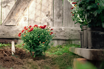 Planting of the red chrysanthemums in the spring garden
