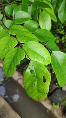 Selective focus image, he picture of star fruit's tree