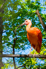 South American scarlet ibis in a volier