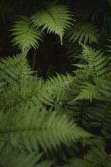 Beautiful green fern leaves in nature.Macro photography of rain forest background.