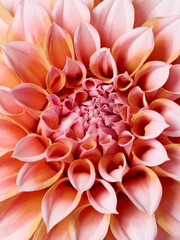 Fototapeta premium Macro of beautiful dahlia flower