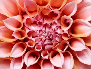 Macro of beautiful pink dahlia