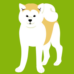 正面を向いて仁王立ちする秋田犬
