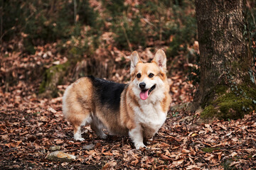 Worlds smallest sheepdog. English shepherd dog breed. Welsh corgi Pembroke tricolor walks through autumn forest and enjoys life.