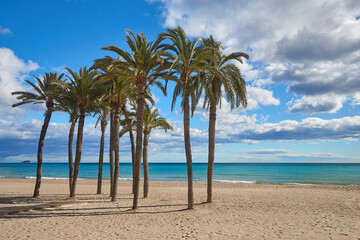 Obraz na płótnie Canvas Palm trees on the beach against the background of the sea and blue sky with beautiful clouds in the sun. Villajoyosa, Spain