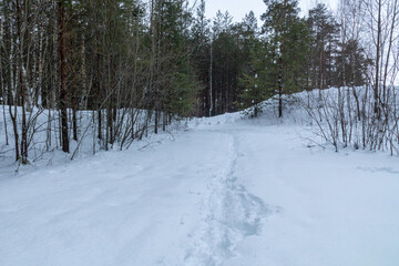 beautiful landscape of forest, coniferous and other trees in the mountains, snow falling, trail on a frosty day in winter