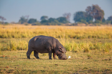 Hippopotamus (Hippopotamus amphibius) grazing on grassland