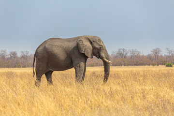 Naklejka na ściany i meble African elephant (loxodonta africana) foraging on dry savanna